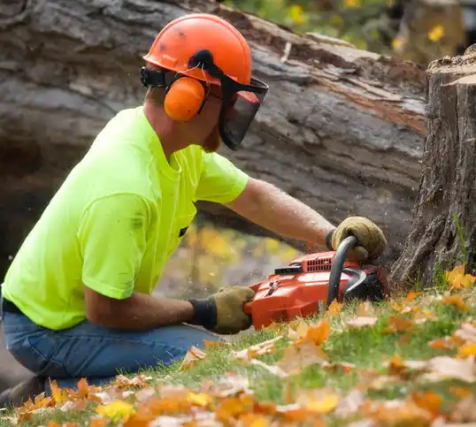 tree services Dayton